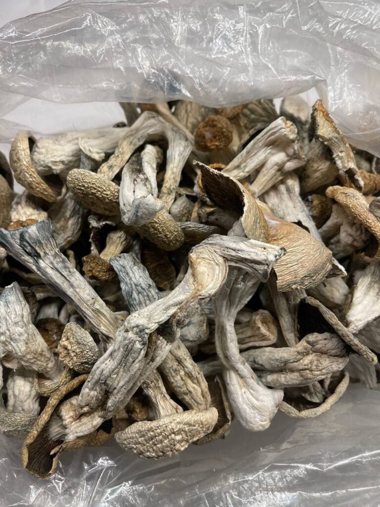Types of Psilocybin Mushrooms: Common Species and Their Characteristics Where to Buy Psilocybin Mushroom Online Sydney Legally?