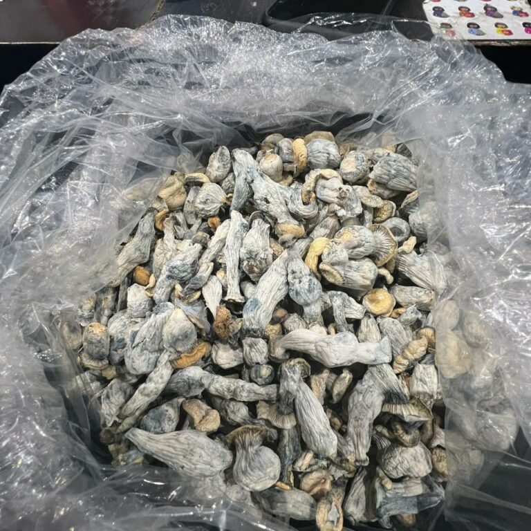 Psilocybin Explained: How Psychedelic Mushrooms Affect the Brain Where to Buy Magic Mushroom Online New Zealand?
