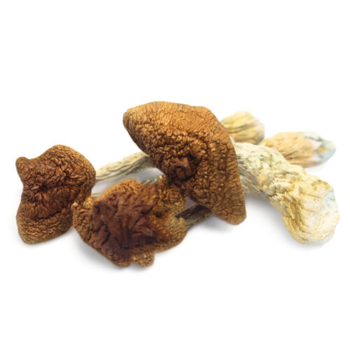 Where can I Buy Golden Teacher Magic Mushroom Online Australia?