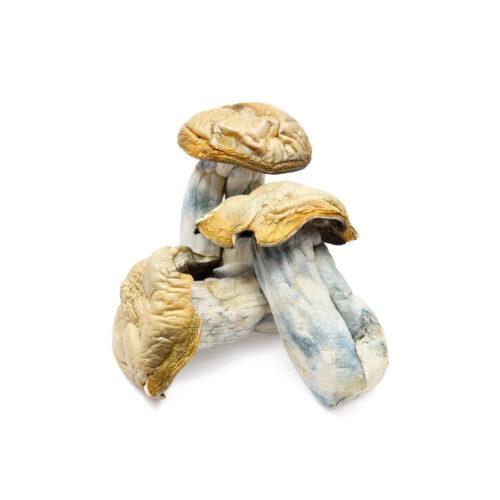 Where can I Order Hillbilly Magic Mushrooms Online Australia?