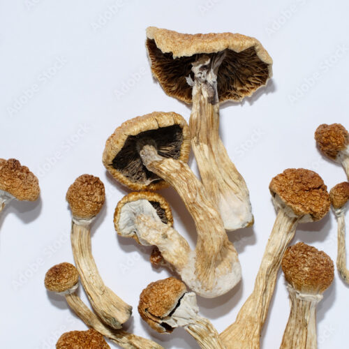 Where can I Buy Laughing Gym Mushroom Online Australia?