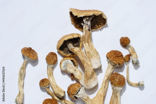 Where can I Buy Laughing Gym Mushroom Online Australia?