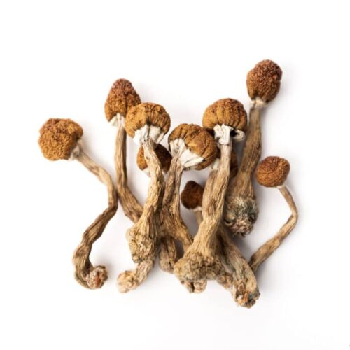 Where can I Buy Psilocybe azurescens Magic Mushroom Online Australia?
