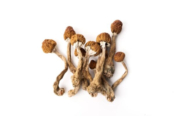 Where can I Buy Psilocybe azurescens Magic Mushroom Online Australia?