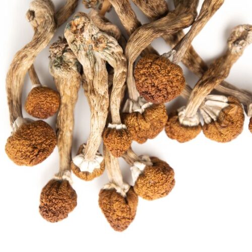 Where Can I Buy Psilocybe Mexicana Magic Mushroom Online Australia?