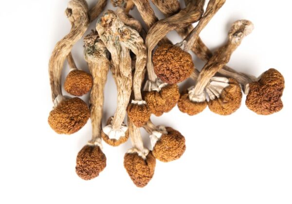 Where Can I Buy Psilocybe Mexicana Magic Mushroom Online Australia?