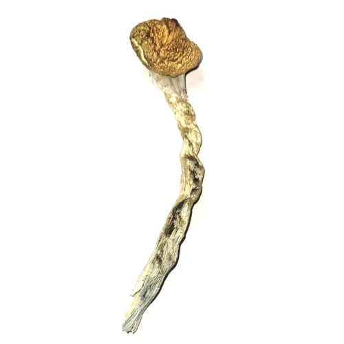 Where can I Buy Psilocybe stametsii Magic Mushroom Online Australia?