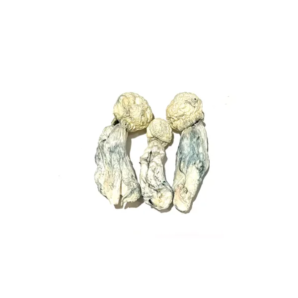 Where Can I Buy Tidal Wave Magic Mushrooms Online Australia?