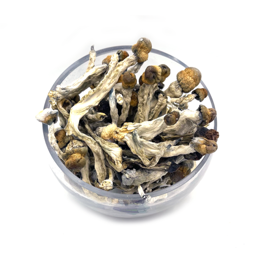 Where Can I Order Dried Penis Envy Psilocybin Mushroom Australia